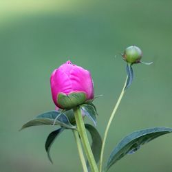 Close-up of pink rose bud