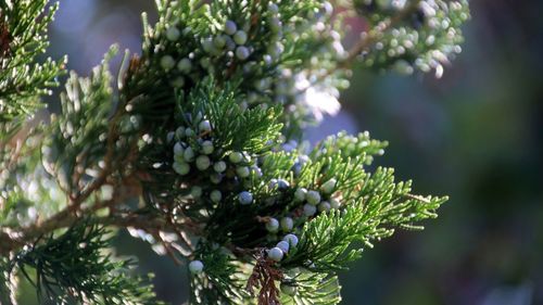 Close-up of pine tree