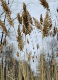 Close-up of stalks in winter