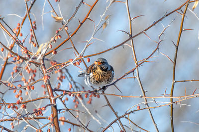 Bird perching on twig