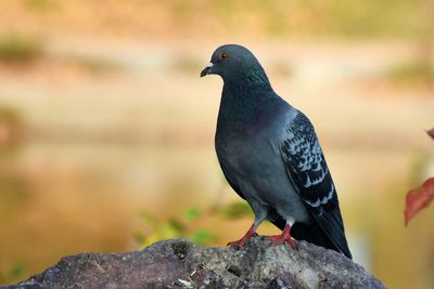 Close-up of bird perching on rock