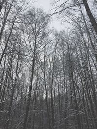 Low angle view of bare trees in forest