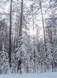 Snow covered pine trees in forest during winter