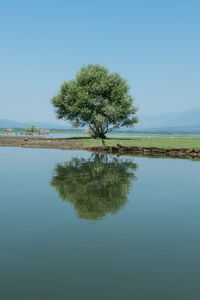 Tree by lake against clear blue sky