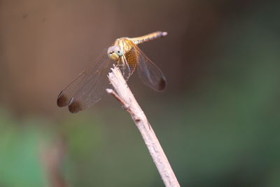 Close-up of dragonfly