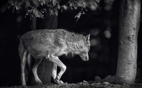 Wolf standing by tree on field