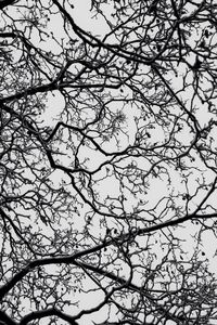 Low angle view of bare trees