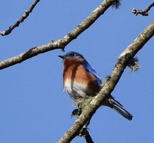 Low angle view of birds perched on branch