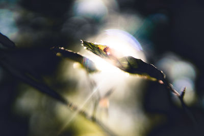 Close-up of flower bud