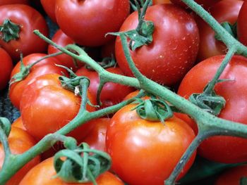 Close-up of tomatoes