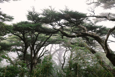 Low angle view of trees