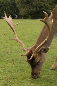 Deer in a field