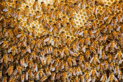 Group of bees working on honeycombs in beehives in an apiary 