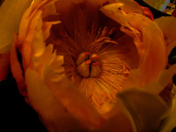 Close-up of flower