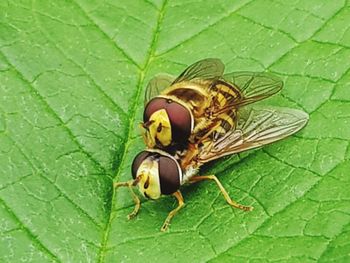 Close-up of fly on leaf