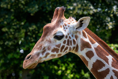 Portrait of reticulated giraffe, giraffa camelopardalis reticulata, also known as the somali giraffe