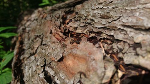 Close-up of moss on tree trunk