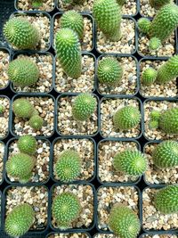 Full frame shot of succulent plants