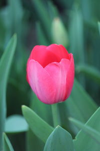 Close-up of red tulip