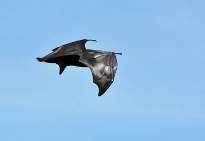 Low angle view of flying fox against sky