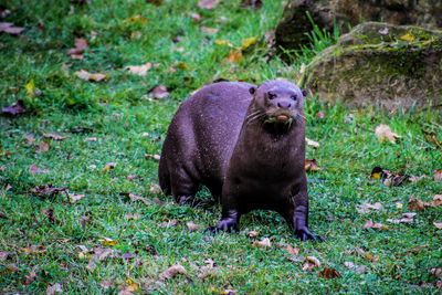 Close-up of bear on field