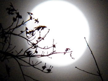 Low angle view of bare trees against sky