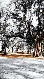 Road passing through bare trees