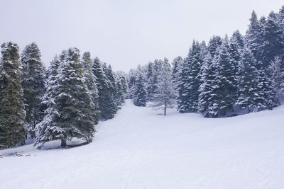 Trees on snow covered field against sky