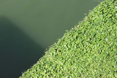 High angle view of fresh green plants in water