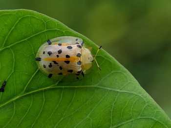 Close-up of butterfly on leaf