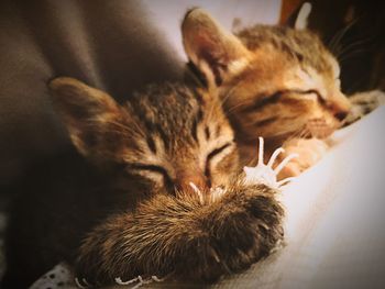 Cat sleeping on bed