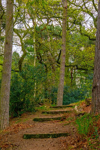 Trees in forest