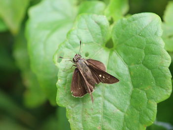 Butterfly on leaf