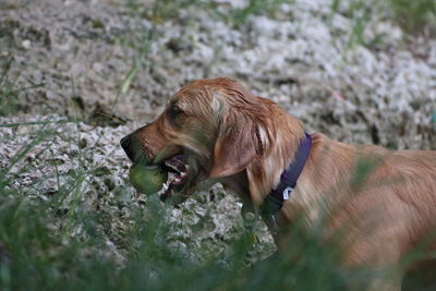 Close-up of dog 