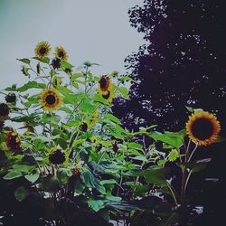 Low angle view of flowering plants on field against sky