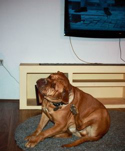 Full length of horse in front of man