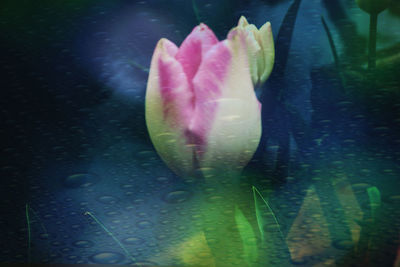 Close-up of pink lotus water lily in pond