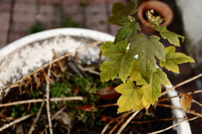 Close-up of fresh green plant