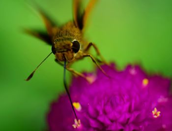 Close-up of insect on flower