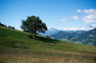 Scenic view of trees on field against sky