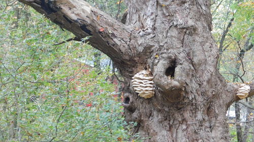 View of a tree trunk