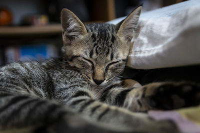 Close-up of cat sleeping