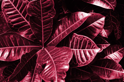 Viva magenta beautiful view of plant in monochrome color. forest viva magenta colored plants. 