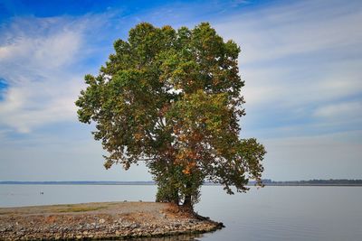 Tree by sea against sky