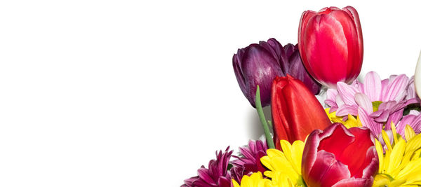 Close-up of purple tulips against white background