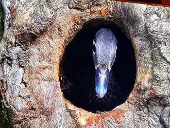 Close-up of a bird