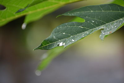 Close-up of water drops on leaf