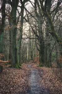 Trees growing in forest