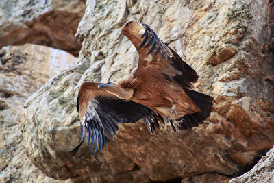 Griffon vulture flying over a cliff in monfragüe, spain.