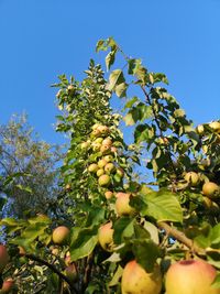 Low angle view of fruits growing on tree against sky